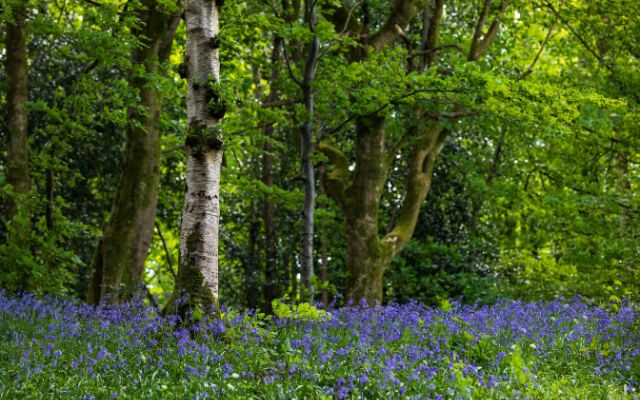 Akay Wood, Sedbergh